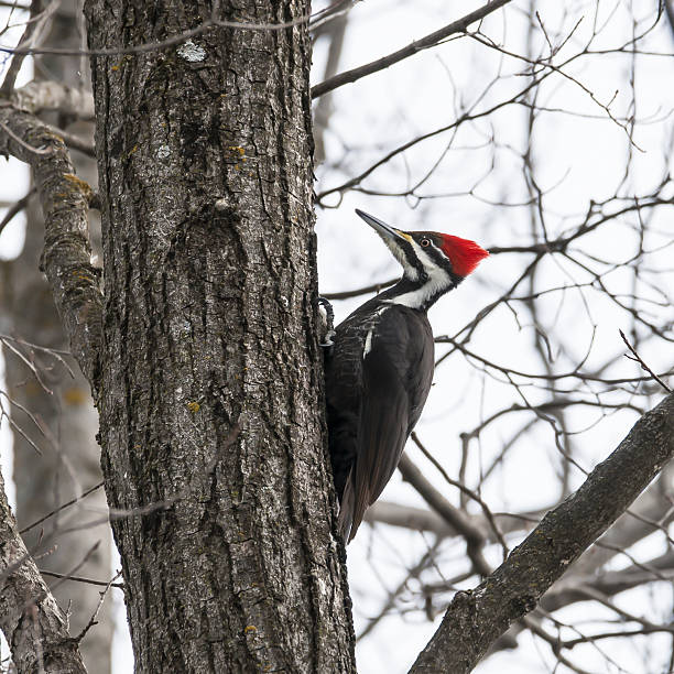istock Female Pileated Woodpecker in Winter 480822085