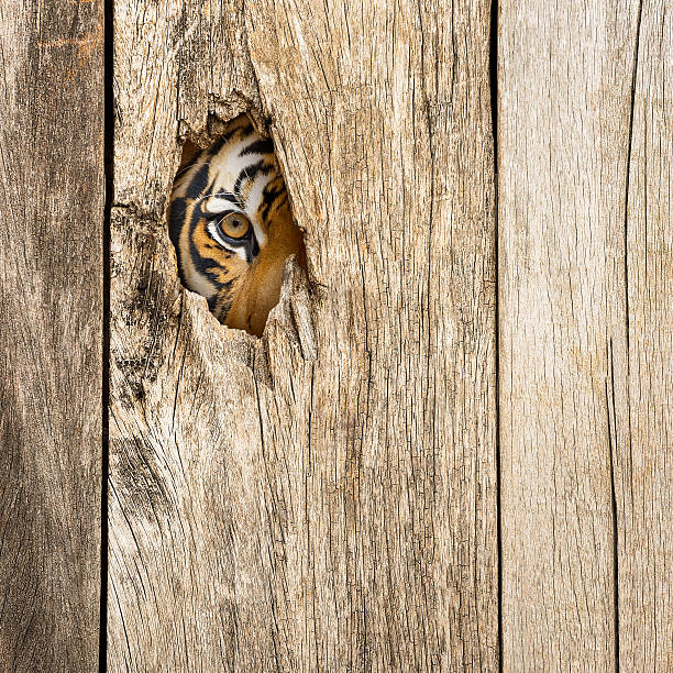 Tiger eye in wooden hole Siberian tiger eye in wooden hole in concept of secretly dangerous pics for cat staring at wall stock pictures, royalty-free photos & images