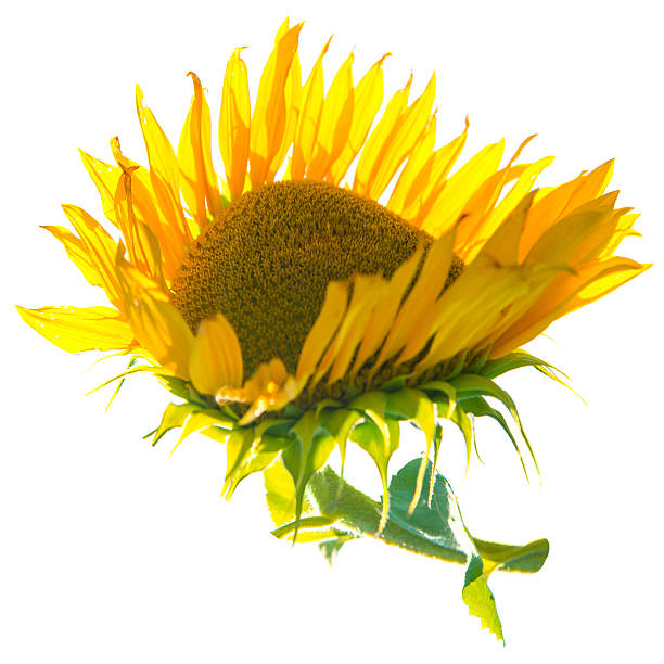 istock Yellow sunflower with green leaves 480822712
