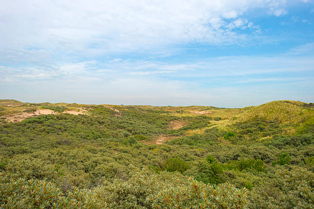 istock Dunes along the dutch coast in summer 480822930