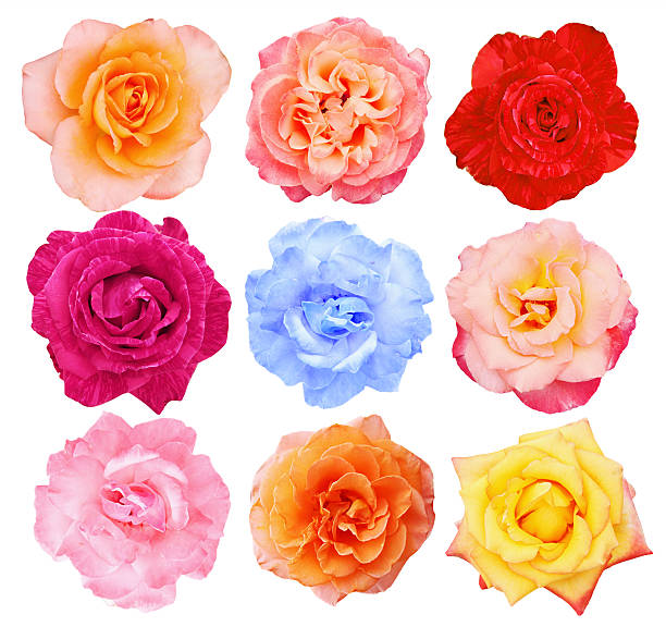 Collection of beautiful roses, collage, top view, isolated