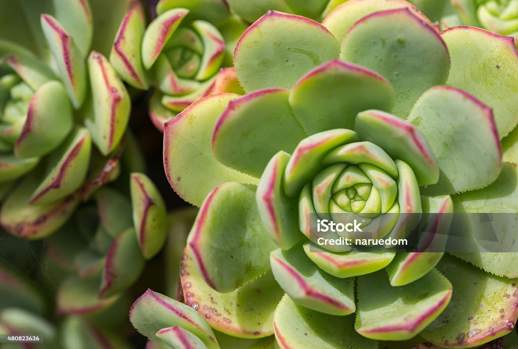 Succulent plant Hen-and-Chickens /Crassulaceae / Houseleek/ Semp Succulent plant Hen-and-Chickens /Crassulaceae / Houseleek/ Sempervivum as a background. New Zealand 2015 Stock Photo