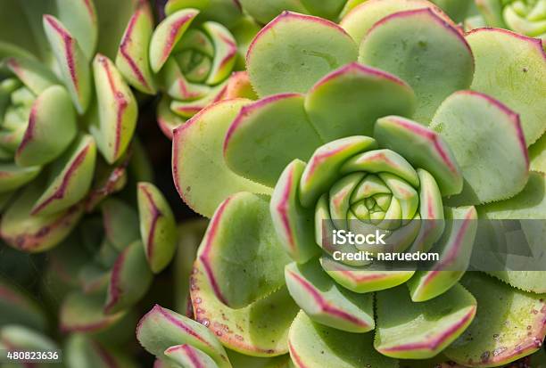 Succulent Plant Henandchickens Crassulaceae Houseleek Semp Stock Photo - Download Image Now