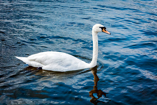 istock Mute Swan Cygnus olor in lake 480823708