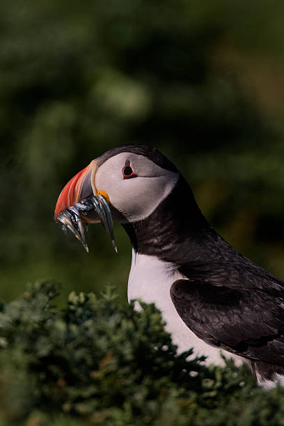 Atlantic Puffin with beak full of sandeels stock photo