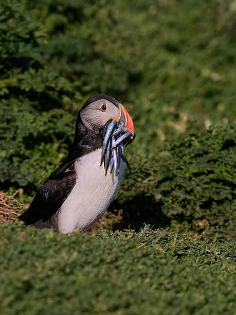 Atlantic Puffin with beak full of sandeals 3 stock photo