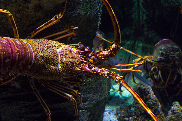 istock wild spiny lobster in the sea 480824279