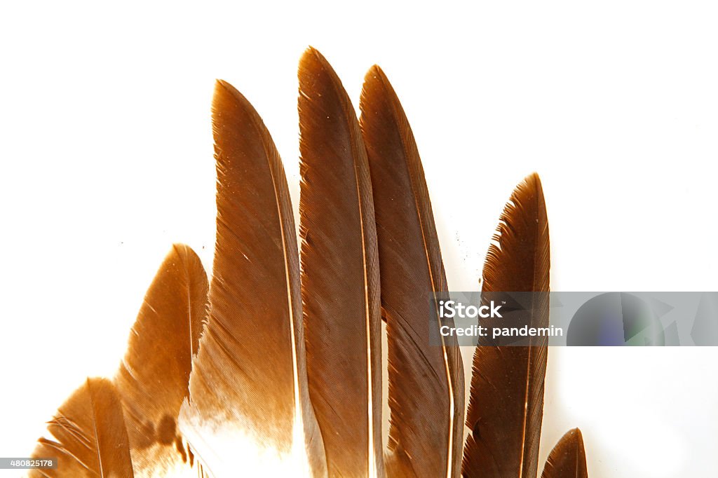Eagle feathers 2015 Stock Photo