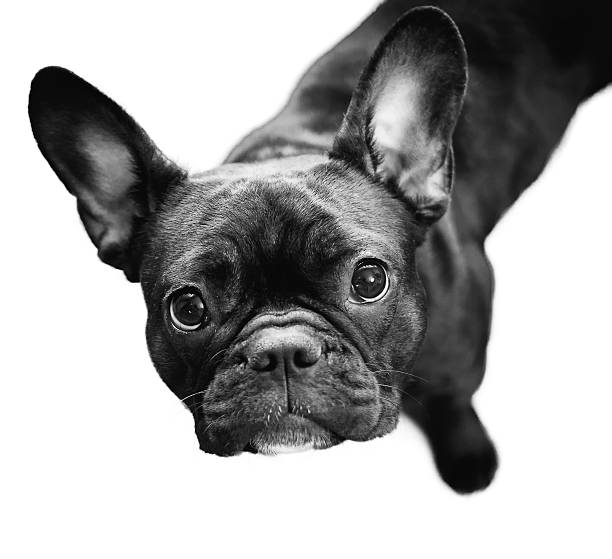 istock portrait bulldog in front of white background 480825886