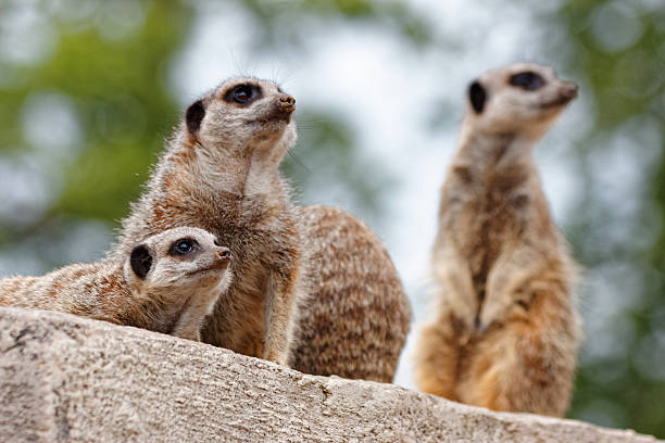 istock Meerkat Family 480826238
