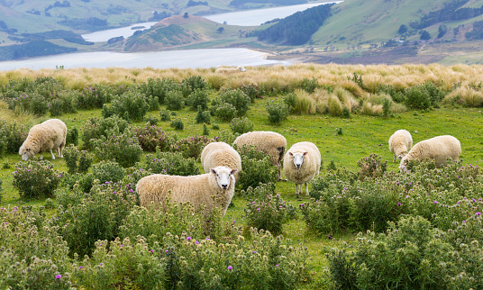 image of Flocks of sheep graze in the fields with spectacular ocean views