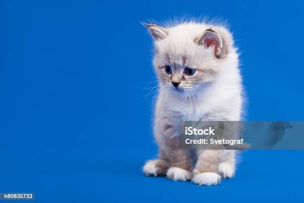 Siberian Forest Kitten Stock Photo - Download Image Now - Animal, Animal Body Part, Animal Eye