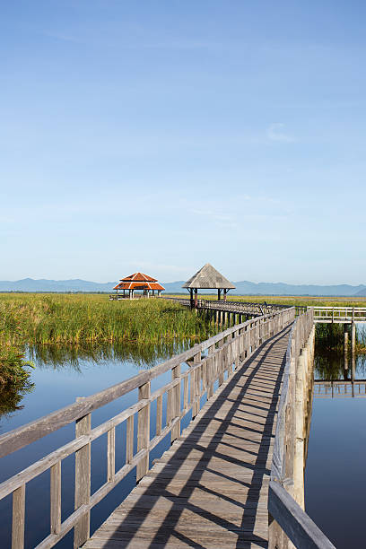 istock wood bridge extends to the lake 480836026