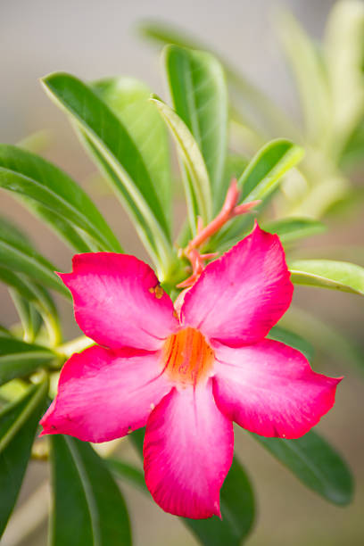 adenium obesum - single flower desert spring red стоковые фото и изображения