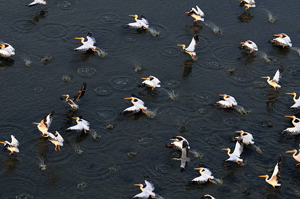 Synchronous flight of White Pelicans over Manych lake Aerial view of synchronously flying White Pelicans (Pelecanus onocrotalus) over Manych lake. Kalmykia, Russia. republic of kalmykia stock pictures, royalty-free photos & images