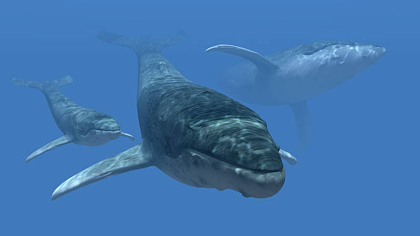 istock Whales in the deep blue sea 480836600