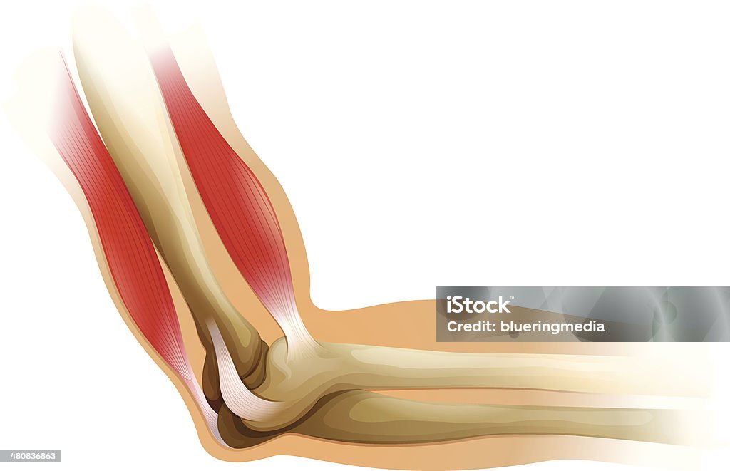 human elbow Diagram of a human elbow Tendon stock vector
