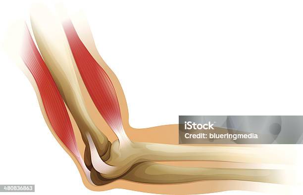 Human Elbow Stock Illustration - Download Image Now - Tendon, Anatomy, Bicep