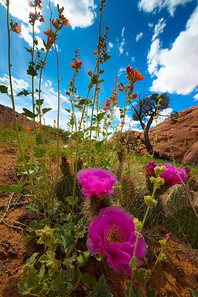 istock Wild Desert Flowers Blossoms Utah Landscape Vertical Composition 480838102