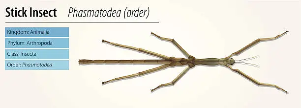Vector illustration of Stick insect