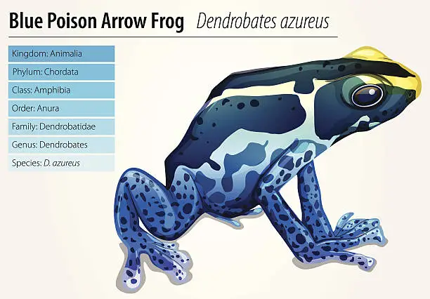Vector illustration of Poison dart frog