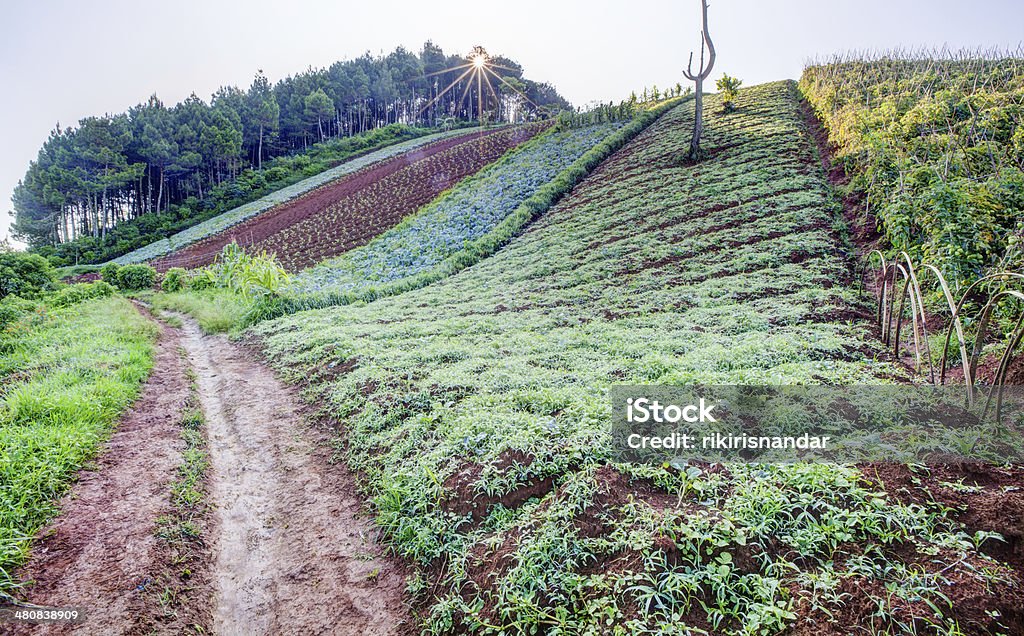 Kapusta farm na szczyt wzgórza z Rozbłysk słoneczny - Zbiór zdjęć royalty-free (Bandung)