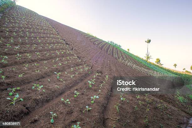 Kohl Farm Oben Auf Dem Hügel Stockfoto und mehr Bilder von Agrarbetrieb - Agrarbetrieb, Bandung, Baum