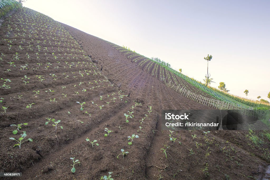 Chou de ferme sur le haut de la colline - Photo de Agriculture libre de droits