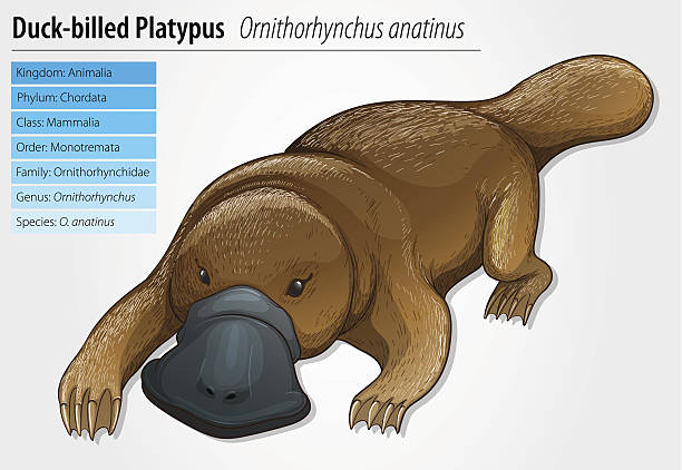 dziobak - duck billed platypus wildlife animal endangered species stock illustrations