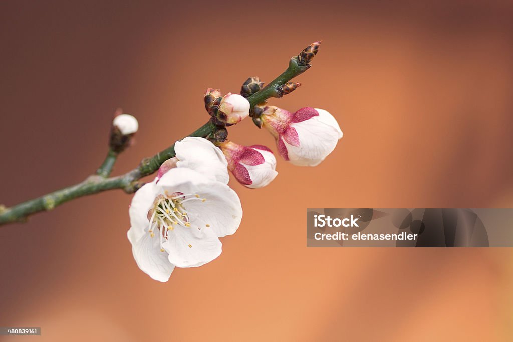 Apricot blossom Apricot blossom in the spring. Agriculture Stock Photo