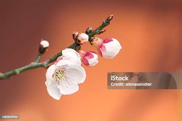 Apricot Blossom Stock Photo - Download Image Now - Agriculture, Apricot, Apricot Blossom
