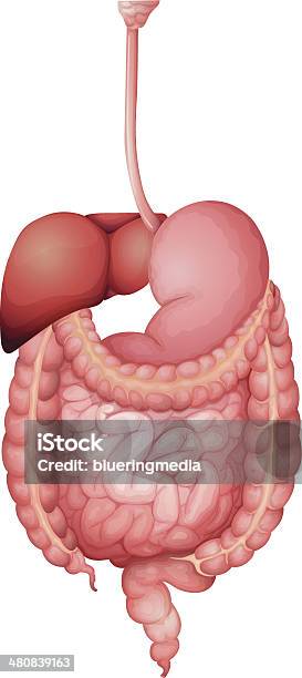 Human Digestive System Stock Illustration - Download Image Now - Abdomen, Anatomy, Anus