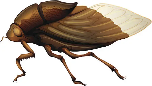 Vector illustration of Cicadidae