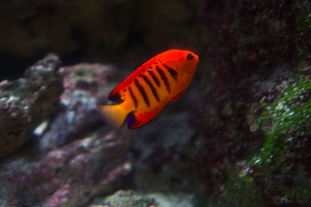 istock angelfish wit bright colors in a tank 480839337
