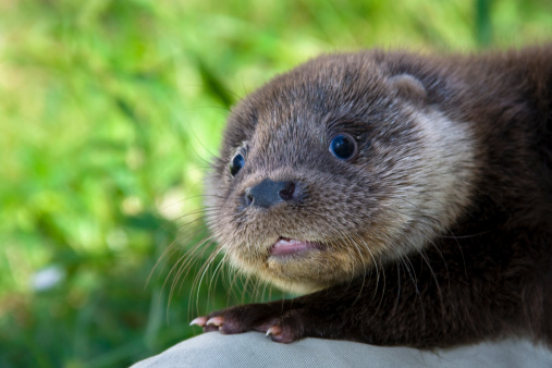 An European otter (Lutra lutra lutra) baby in the grass