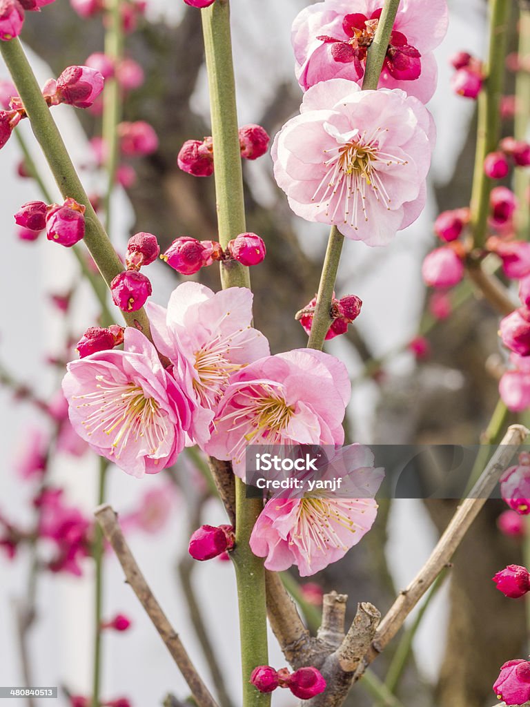 꽃을 연두빛 시리즈: 플럼 blossoming 봄 - 로열티 프리 0명 스톡 사진