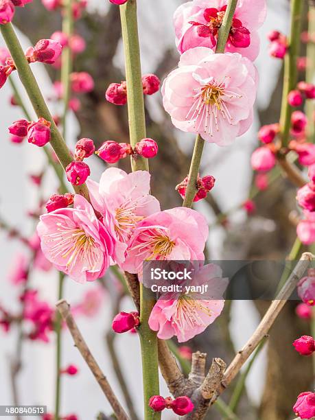 꽃을 연두빛 시리즈 플럼 Blossoming 봄 0명에 대한 스톡 사진 및 기타 이미지 - 0명, 겨울, 꽃 나무