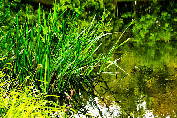 istock Arkadia park in Poland 480840553