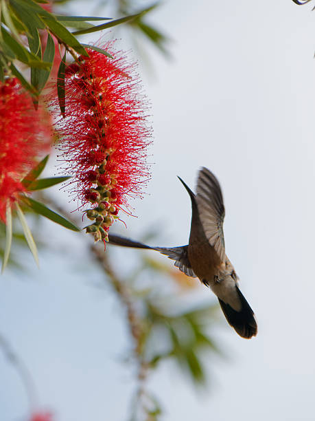 istock Hummingbird approaches a red flower to feed 480841336