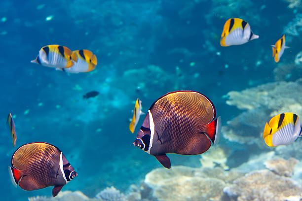 istock Indian ocean.  Fishes in corals 480843066