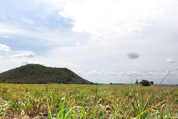 Sugarcane is the most beautiful and clear skies .in Thailand