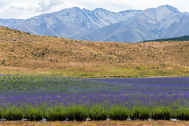 istock Lavender field with  mountain cover with snow at the background 480843676