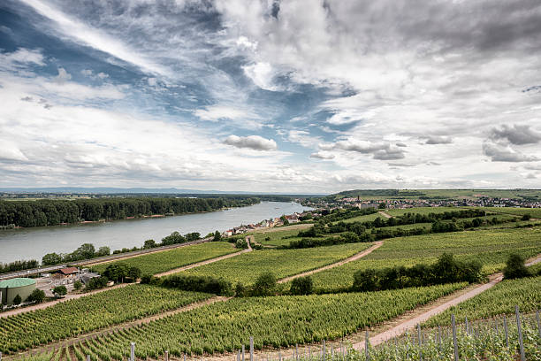 Nierstein, Rhine, Red Slope, Germany White Riesling Grape at Nierstein, Rhinehessen, Germany nierstein stock pictures, royalty-free photos & images