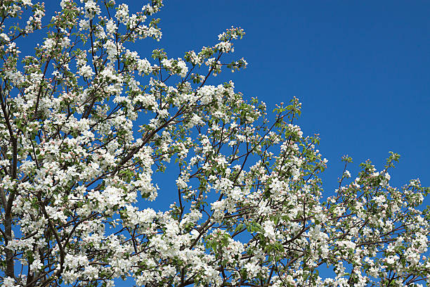 istock flowers of an apple-tree blossom in the spring 480843688