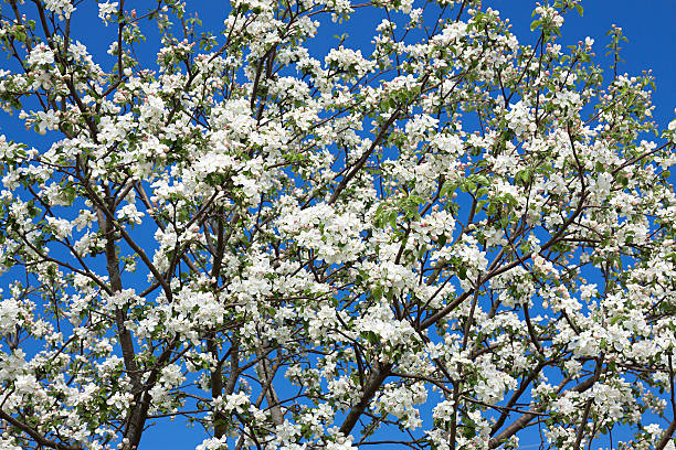istock flowers of an apple-tree blossom in the spring 480843690