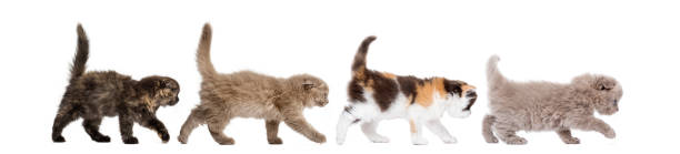 istock Side view of Highland fold kittens walking in line 480844967