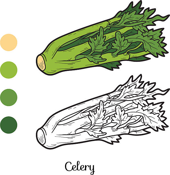 ilustrações de stock, clip art, desenhos animados e ícones de livro de colorir: frutas e produtos hortícolas (aipo - celery vegetable illustration and painting vector