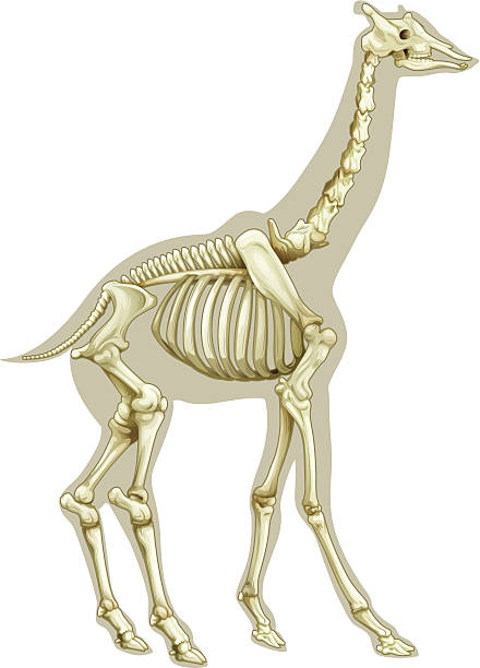 Giraffe skeletal system Illustration of a Giraffe skeletal system on a white background giraffe body parts stock illustrations