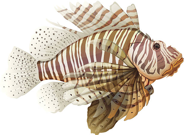 ilustrações, clipart, desenhos animados e ícones de peixe-leão - lionfish