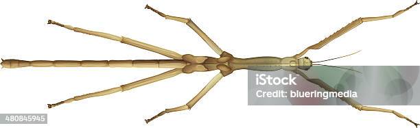 Stick Insect Texture Stick Insect Stock Illustration - Download Image Now - Stick Insect ...